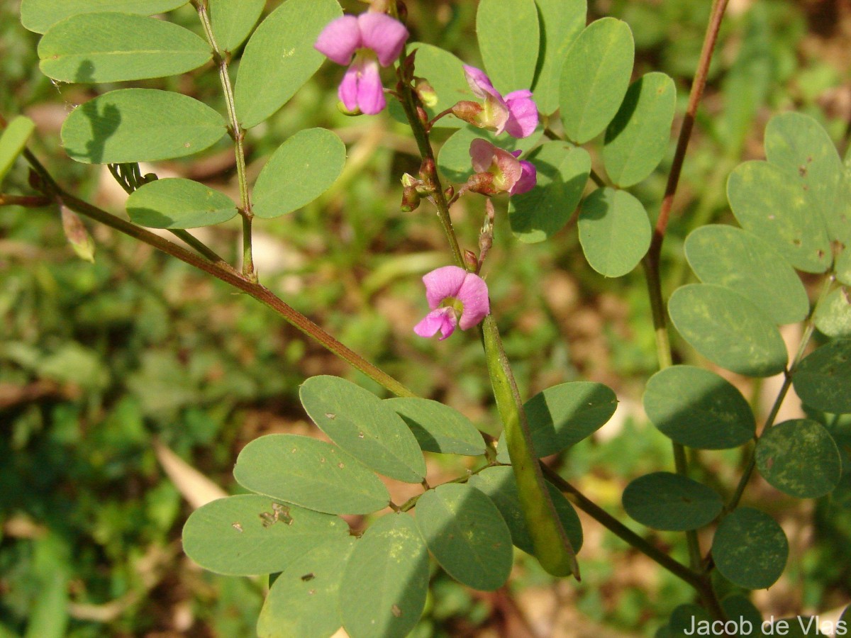 Tephrosia purpurea (L.) Pers.